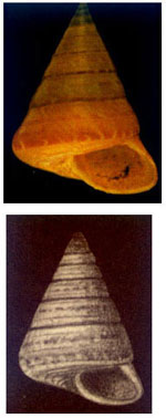 Calliostoma (Calliostoma) alexandrinum