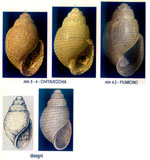 Acteon monterosatoi
