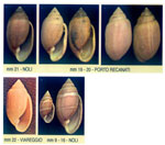 Acteon tornatilis