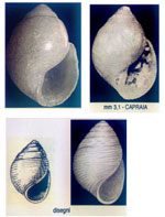 Liocarenus globulinus