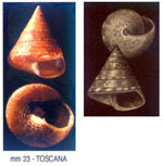 Calliostoma (Calliostoma) conulus