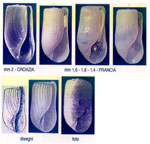 Retusa leptoeneilema