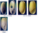 Cylichnina crebisculpta