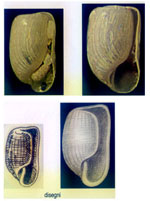 Cylichnina multiquadrata