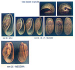 Bulla striata