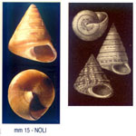 Calliostoma (Calliostoma)  laugieri laugieri