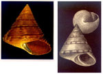 Calliostoma (Calliostoma) zizyphinum