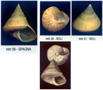 Calliostoma (Ampullotrochus) granulatum