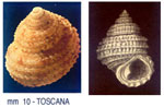 Danilia tinei