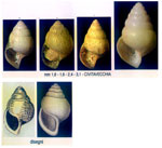Limacina bulinoides