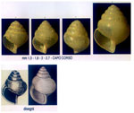 Limacina retroversa