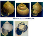 Limacina trochiformis