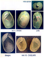 Oxinoe olivacea