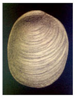 Pleurobranchus membranaceus