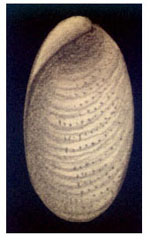 Pleurobranchus testidinarius