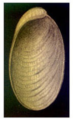 Berthella aurantiaca