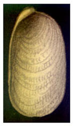 Berthella ocellata