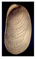 Berthella plumula