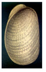 Berthellina citrina
