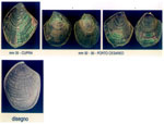 Aplysia depilans