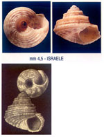 Pseudominolia nedyma