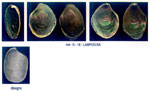 Aplysia parvula