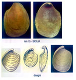 Aplysia fasciata