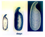 Dolabrifera holboelli