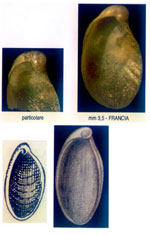 Petalifera gravieri