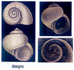 Trochaclis versiliensis