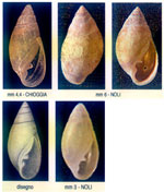 Auriculinella erosa