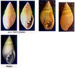 Ovatella firmini