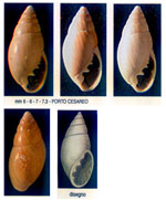 Ovatella denticulata