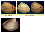 Nucula nucleus