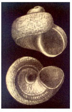 Rugulina monterosatoi