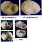 Skenea pelagia