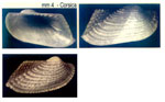 Asperarca secreta