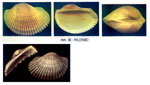 Anadara corbuloides