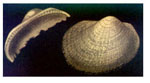 Bathyarca glacialis