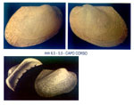 Bathyarca philippiana