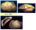Anadara transversa  