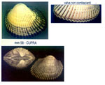 Anadara inaequivalvis