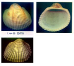 Anadara natalensis