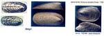 Propilidium pertenue