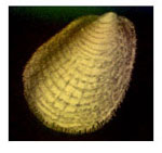 Limopsis angusta