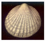Glycymeris arabica