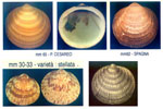 Glycymeris bimaculata