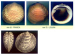 Glycymeris glycymeris