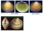 Glycymeris insubrica