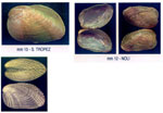 Modiolarca subpicta